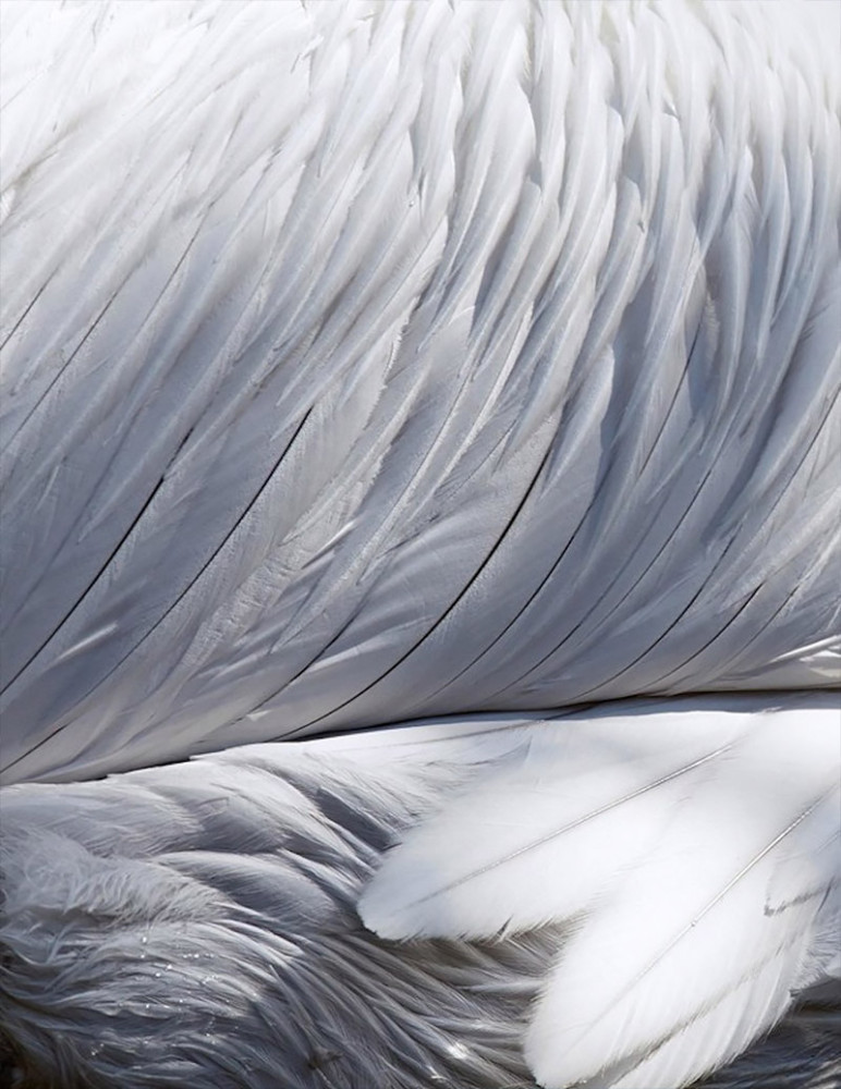 Thomas Lohr摄影作品:鸟类羽毛的迷人特写