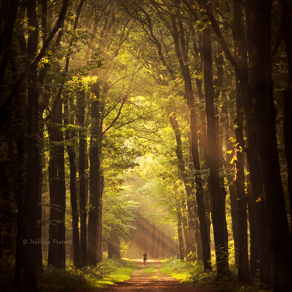 Nelleke Pieters漂亮的森林摄影欣赏