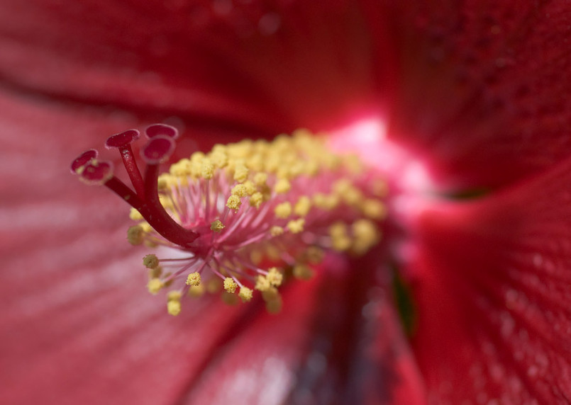 Tom Dorsch精美花朵微距摄影