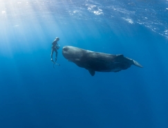 美丽如画的水下世界:摄影师水下与海洋生物和谐共处