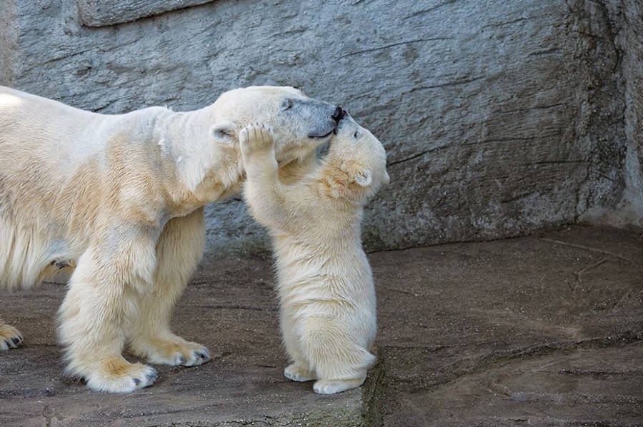 可爱北极熊宝宝摄影图片欣赏