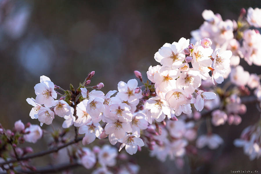 东京美丽的樱花摄影欣赏