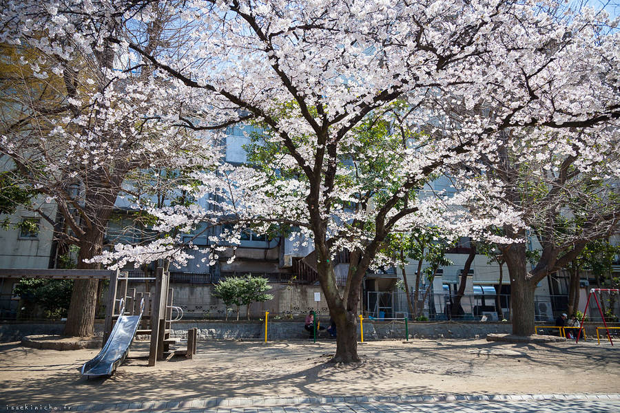 东京美丽的樱花摄影欣赏