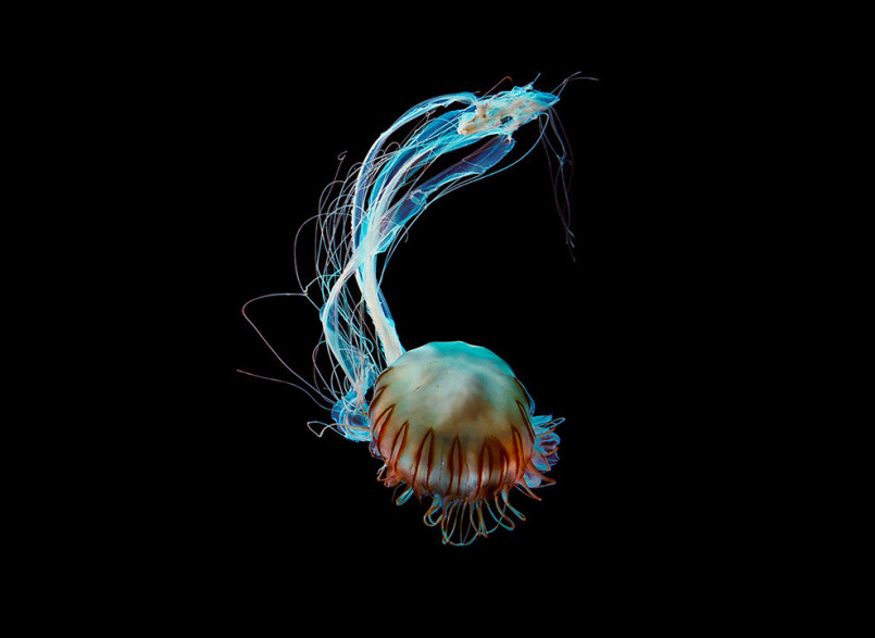德国摄影师Dirk Weyer惊艳的水母摄影欣赏