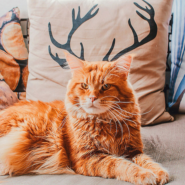喵星人的奇幻世界:Kristina Makeeva打造可爱猫咪摄影作品