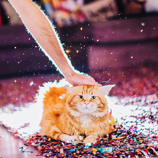 喵星人的奇幻世界:Kristina Makeeva打造可爱猫咪摄影作品