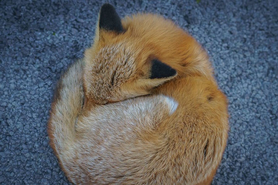 Hiroki Inoue动物摄影欣赏:狐狸