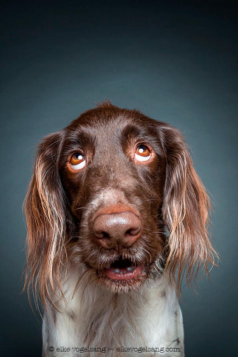 Elke Vogelsang狗狗肖像摄影