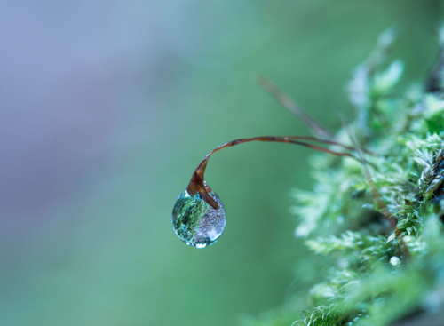 32张精美的水珠摄影欣赏