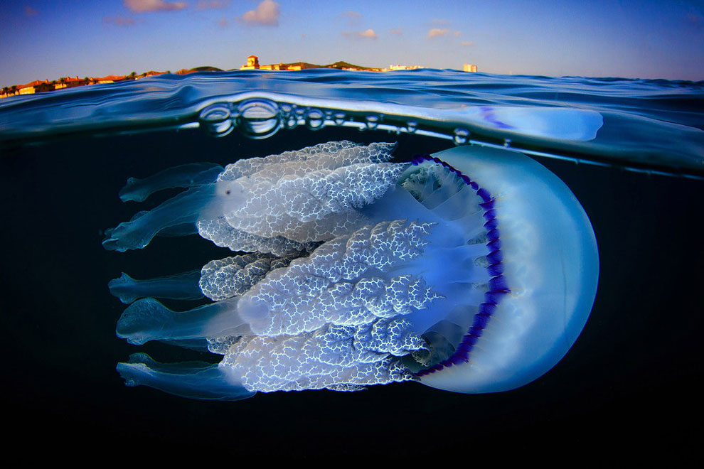 Jordi Benitez Castells漂亮的水母微距摄影作品