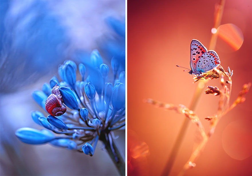 Magda Wasiczek昆虫和花朵微距摄影