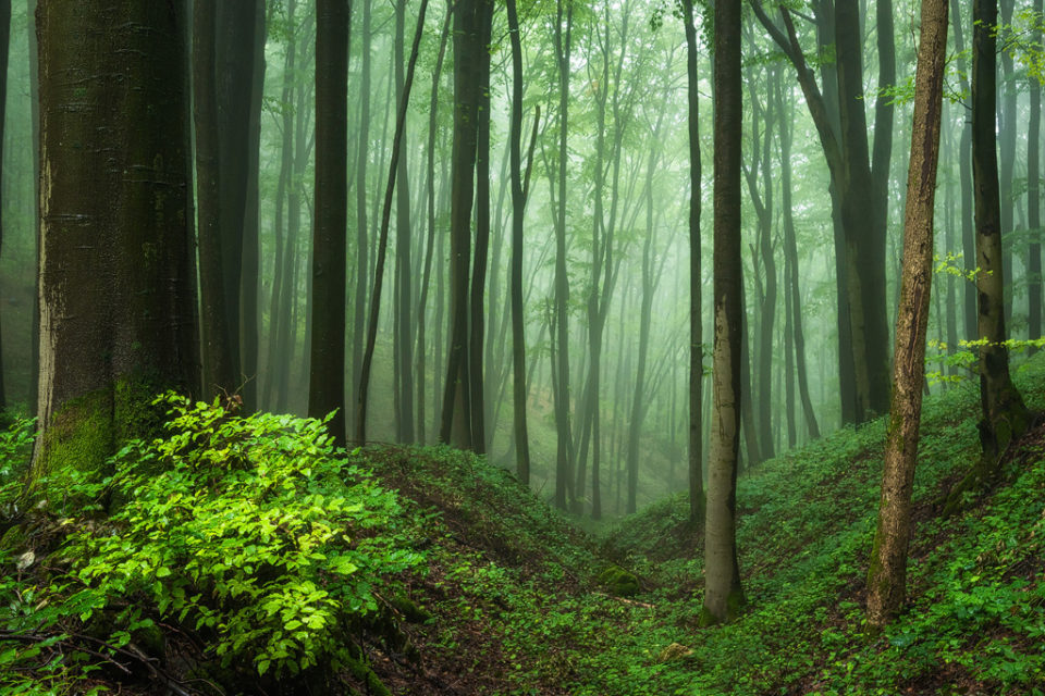 Heiko Gerlicher美丽的森林摄影欣赏