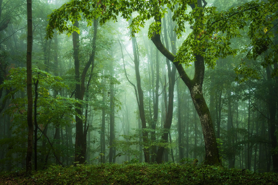 Heiko Gerlicher美丽的森林摄影欣赏