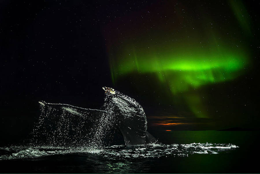 Audun Rikarsen镜头下北极鲸