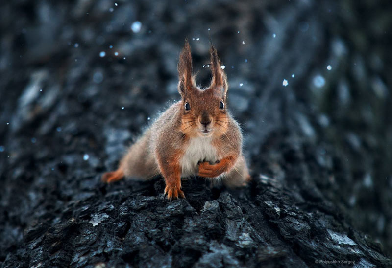 20个惊人的野生动物摄影作品
