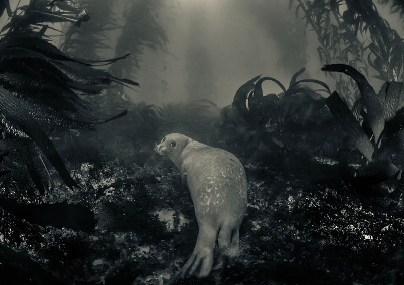 20个惊人的野生动物摄影作品